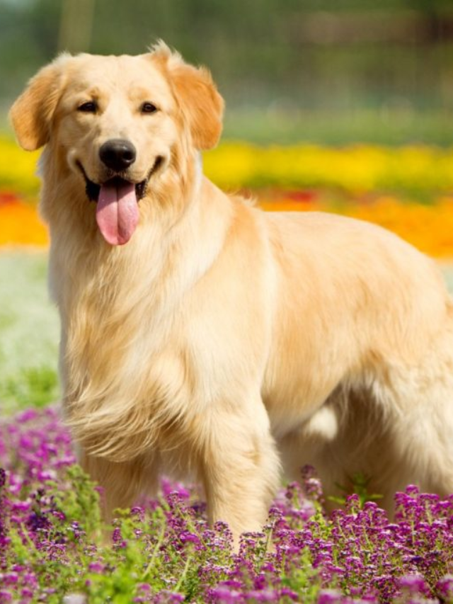 National Dog Day is Here! Spoil Your Pup with These Pawsome Deals!
