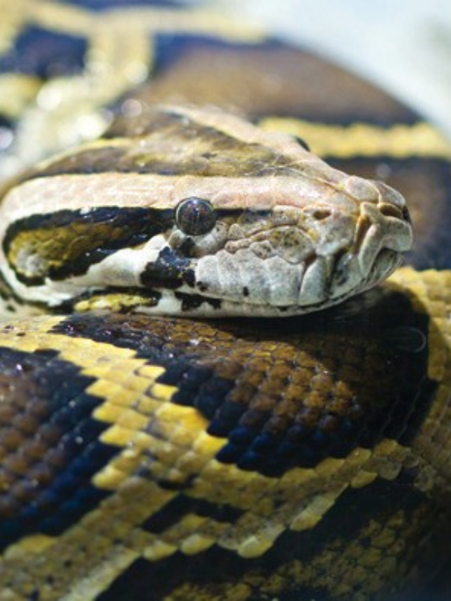  Python Challenge 2024