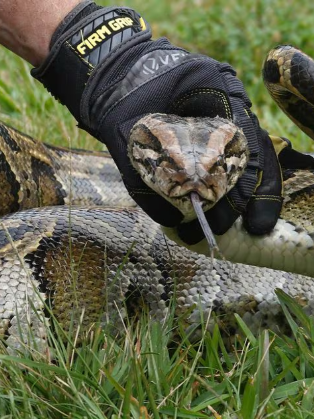 Python Hunters Flock to Florida: Epic Event Unfolds