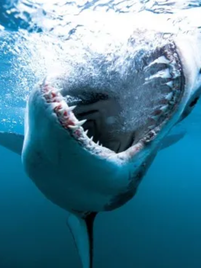 Shark Terror Unleashed in 'Beneath the Storm