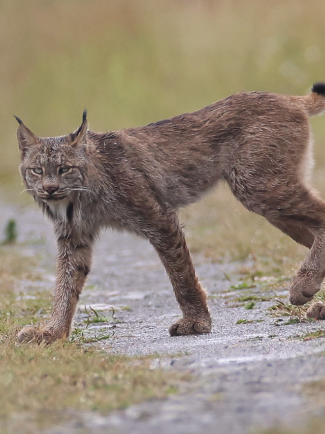 Rare Canada Lynx Spotted in Vermont Since 2018