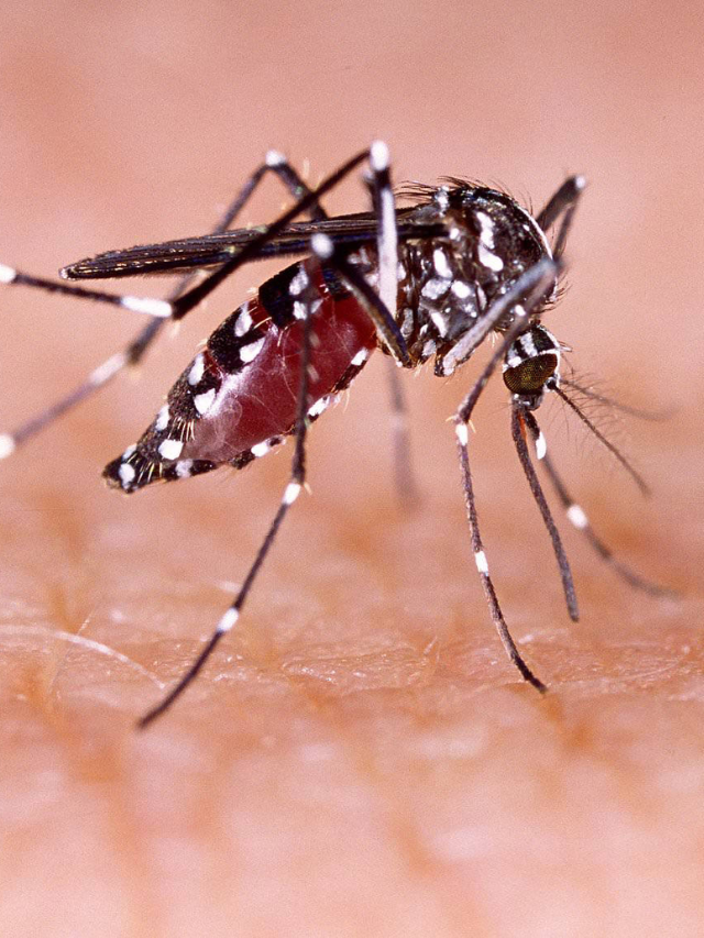 First Human Case of EEE in Mass. Sparks Curfew