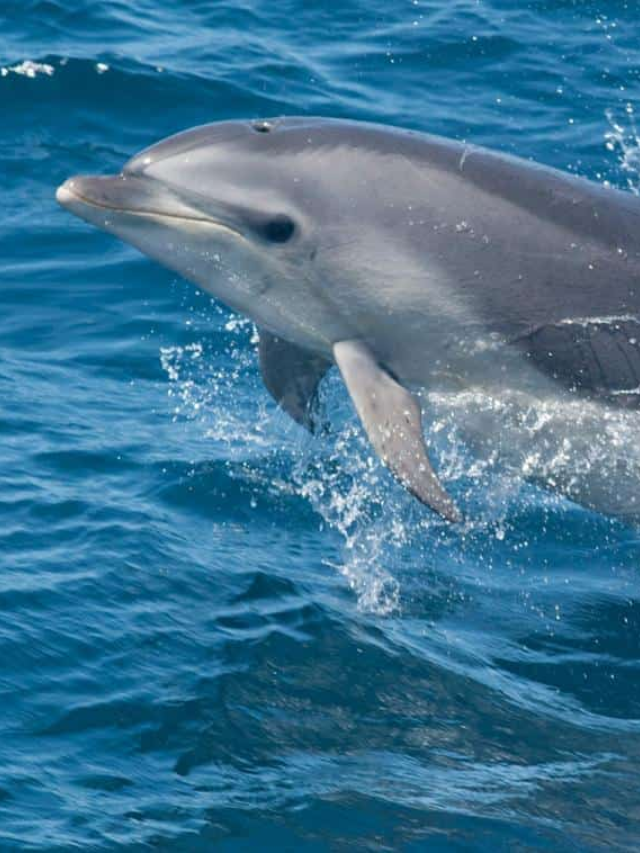 Desperate Dolphin's Mate Search Leads to Attacks