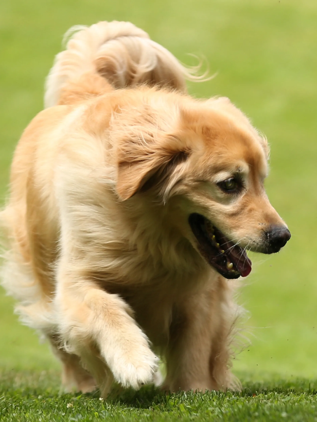 National Dog Day is Here! Spoil Your Pup with These Pawsome Deals!
