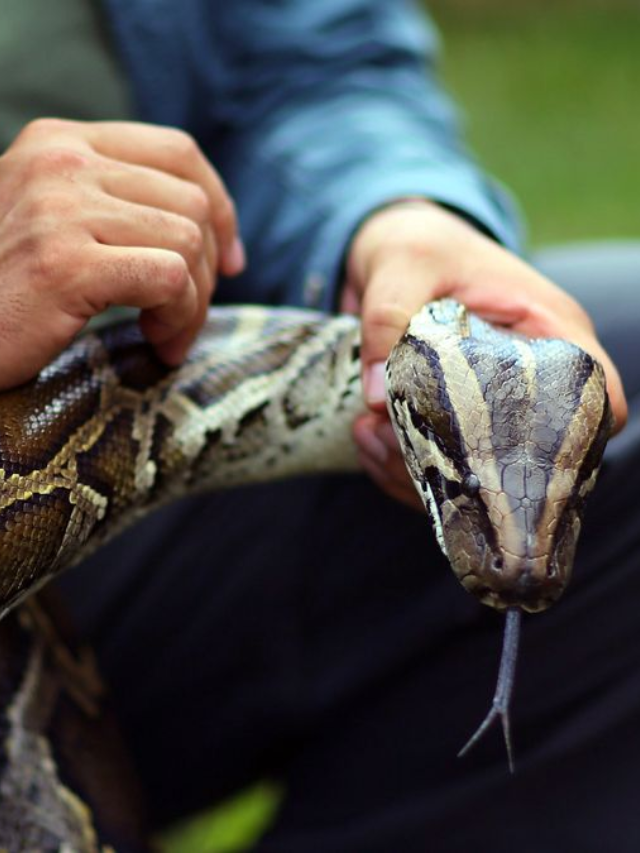  Python Challenge 2024
