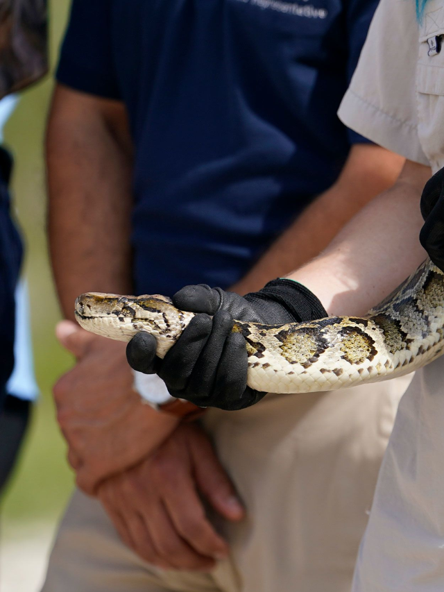 Python Hunters Flock to Florida: Epic Event Unfolds