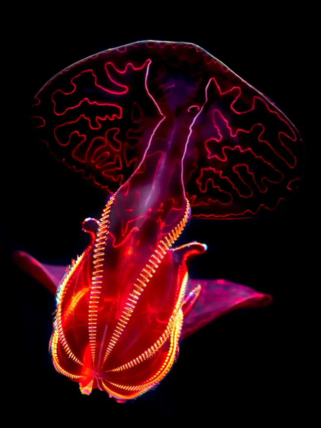  Scientists from NOAA and Scripps Institution of Oceanography are conducting a necropsy on the oarfish to determine the cause of death.
