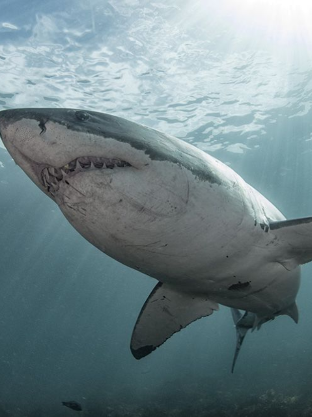Shark Terror Unleashed in 'Beneath the Storm