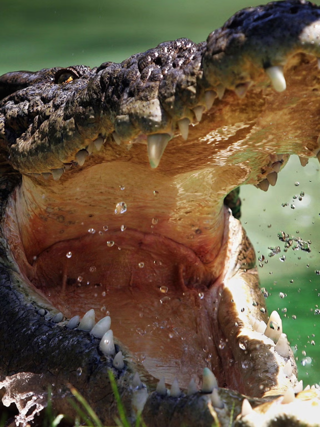  Australia’s Election: Cost of Living, Crime & Pet Crocs
