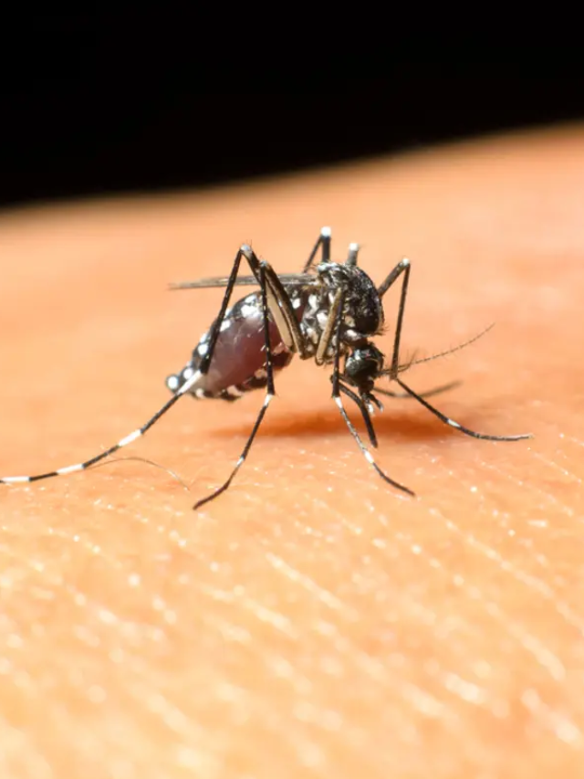 First Human Case of EEE in Mass. Sparks Curfew