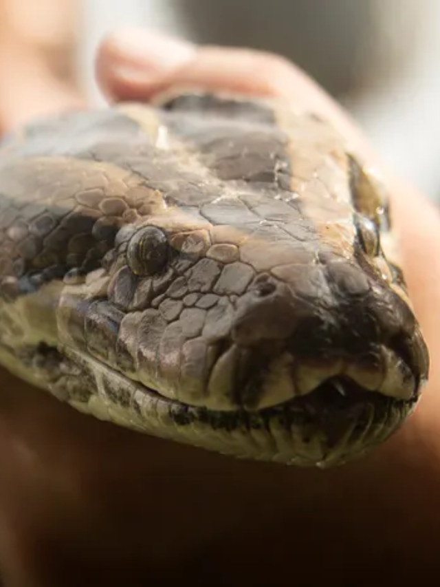  Python Challenge 2024