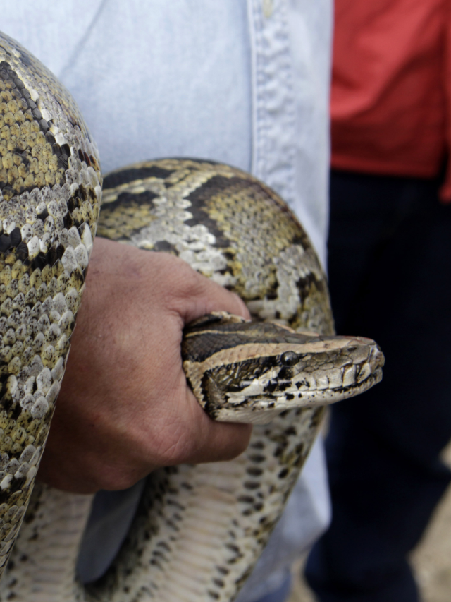 Python Hunters Flock to Florida: Epic Event Unfolds