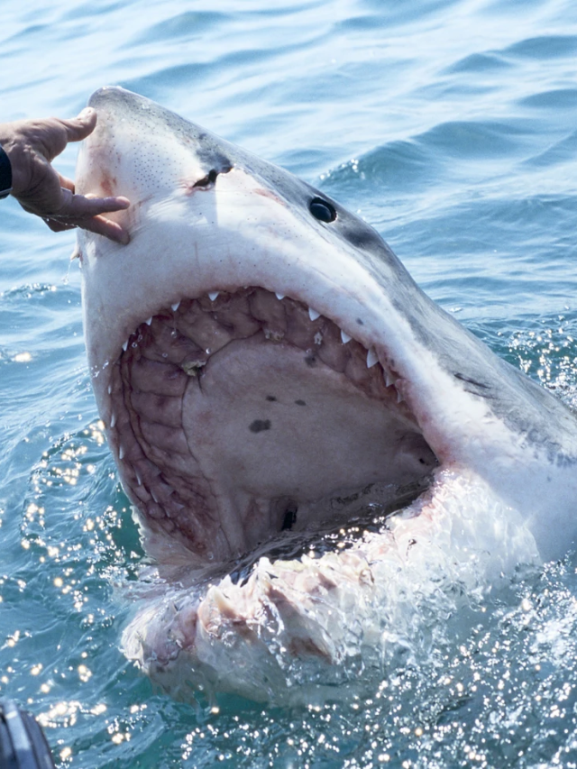 Shark Terror Unleashed in 'Beneath the Storm