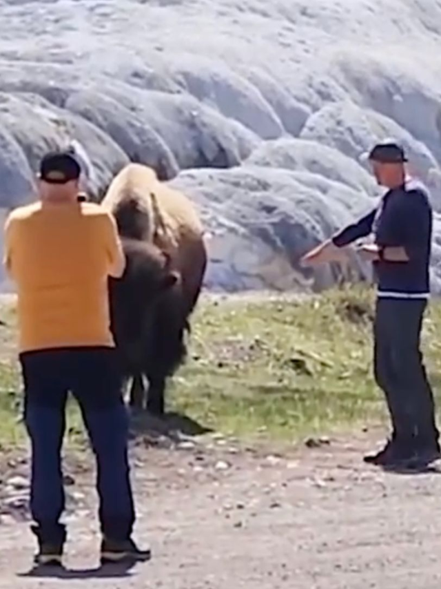  Tourist Ignored Yellowstone Safety, Gets Scolded by Ranger