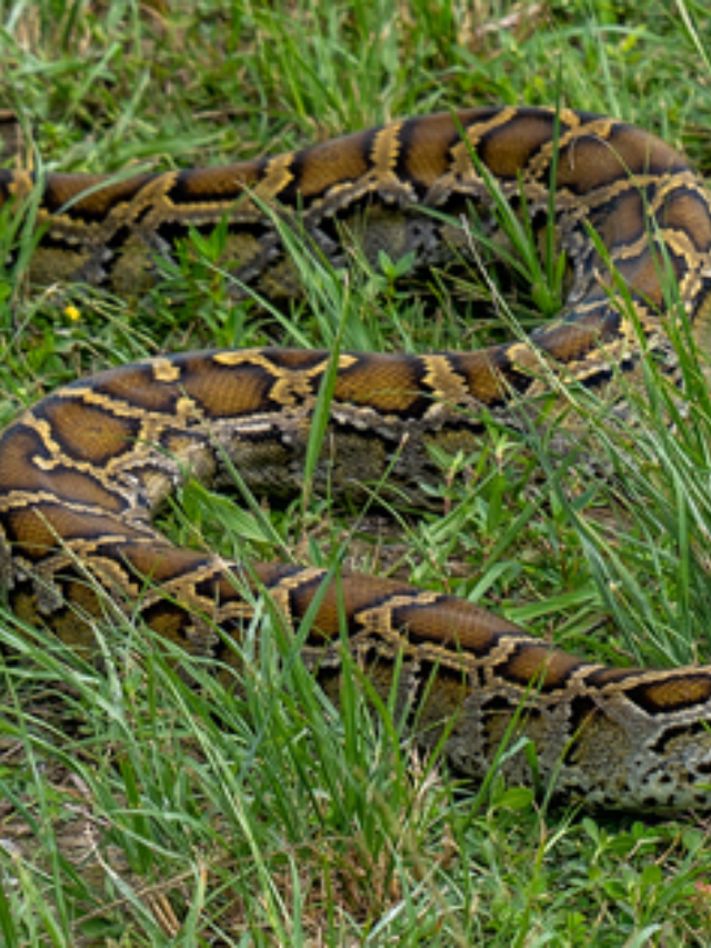 Python Challenge 2024