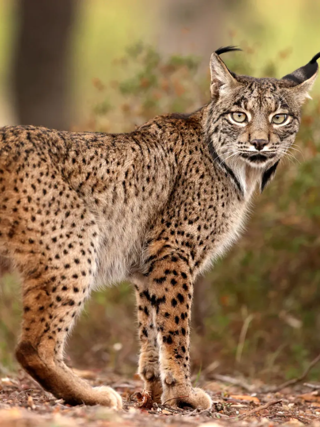 Rare Canada Lynx Spotted in Vermont Since 2018