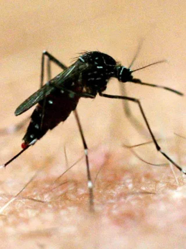Avoid outdoor activities during peak mosquito biting times, use repellent, and eliminate standing water.
