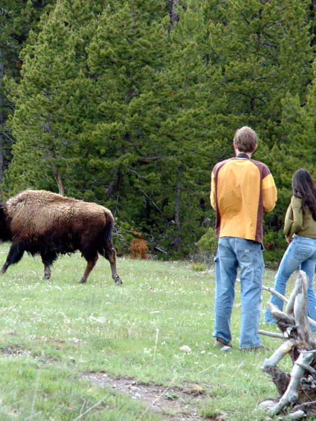  Tourist Ignored Yellowstone Safety, Gets Scolded by Ranger