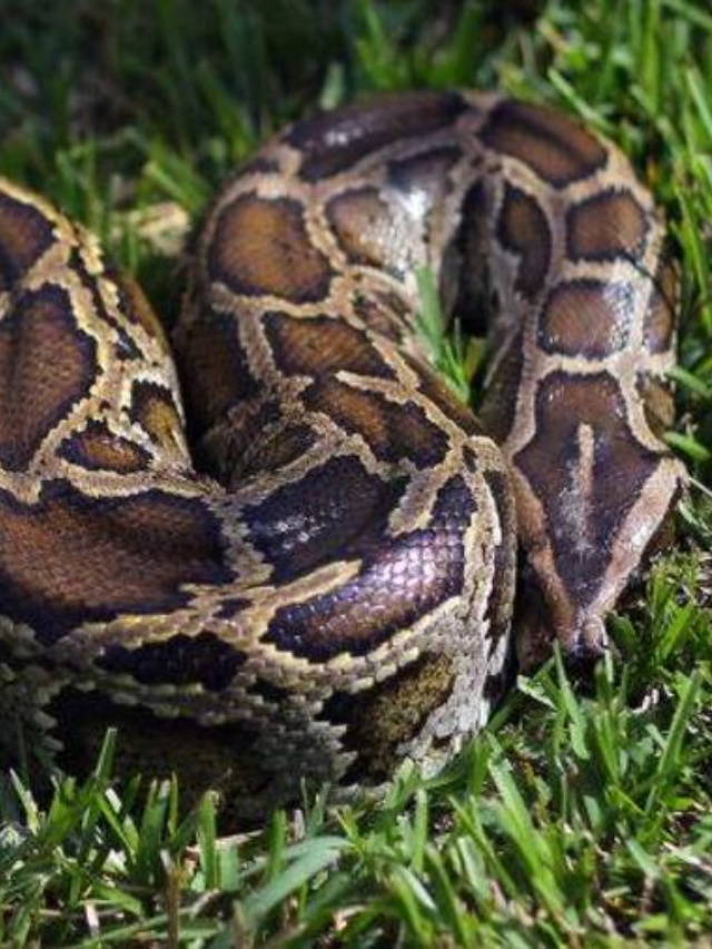  Python Challenge 2024