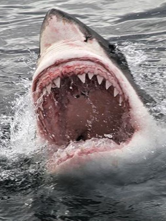 Shark Terror Unleashed in 'Beneath the Storm