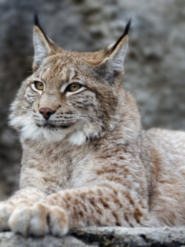 Rare Canada Lynx Spotted in Vermont Since 2018