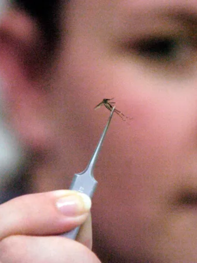 First Human Case of EEE in Mass. Sparks Curfew