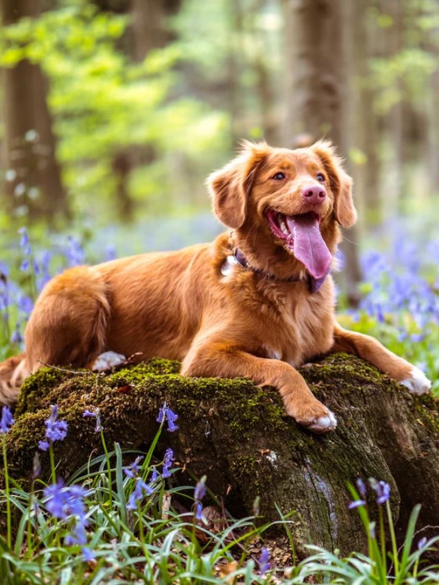 Bark's National Dog Day Tattoo Contest - Get Your Pup on Your Skin (Forever!)
