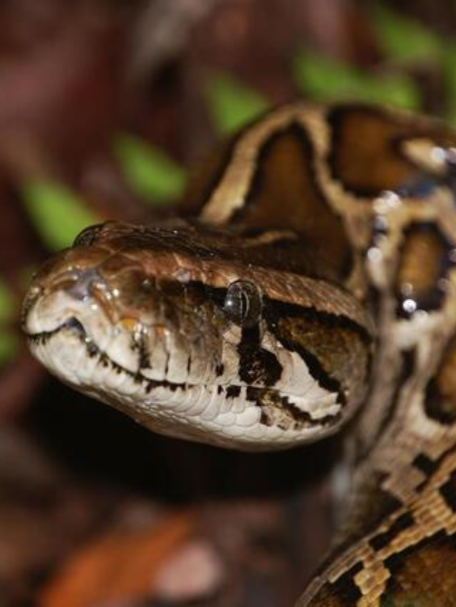  Python Challenge 2024